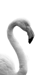 Flamingo Images Black and White 2022 Flamingo with White Background