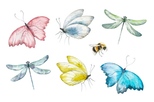 Watercolor illustration set - Insects: Butterfly, Dragonfly, Bumblebee, Bee, Wasp.
