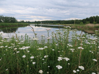 lake in the summer