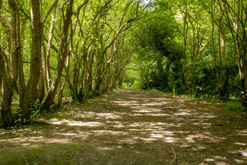 path in the forest