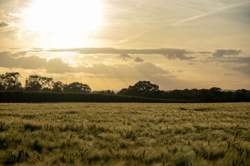 Sunset in the fields