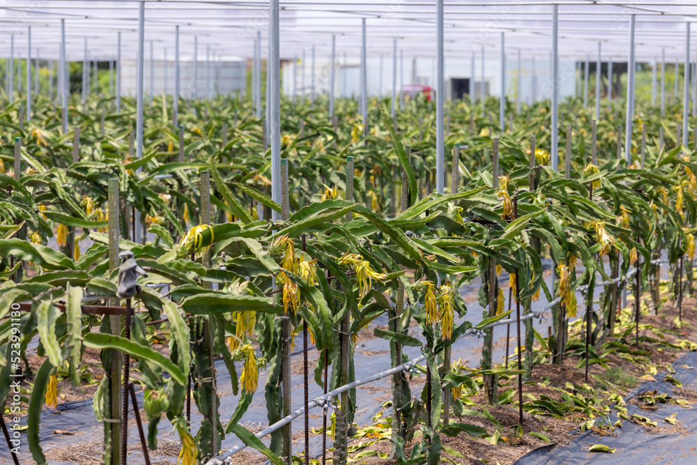 Poster dragon fruit field in glasshouse