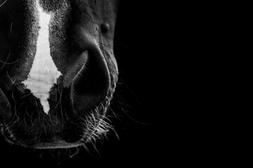 Fine art horse nose with black copy space - Powered by Adobe