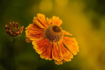 bee on a flower