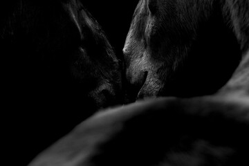 Fine art horse portrait of horses seeking affection