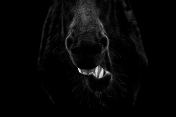 Funny fine art horse yawning