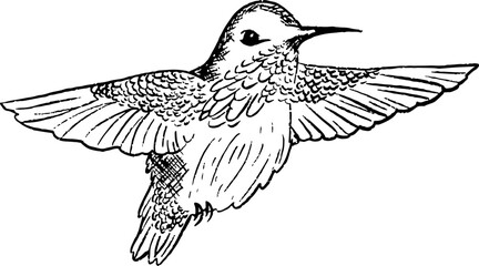 hand drawn hummingbirds 