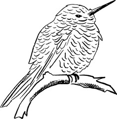 hand drawn hummingbirds 