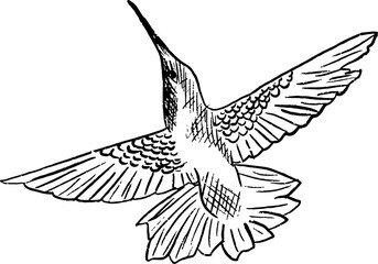 hand drawn hummingbirds 