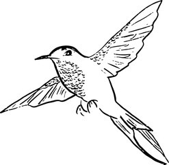 hand drawn hummingbirds 