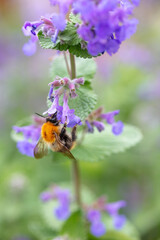 A bumblebee feeding on Fireweed flowers
