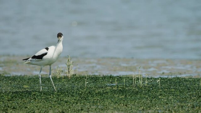 Lone pied colored plumage Kluut stare in camera; isolated shallow depth of field
