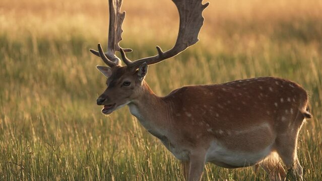 Masticating fallow deer buck with big antlers in grassland at sunset; close-up