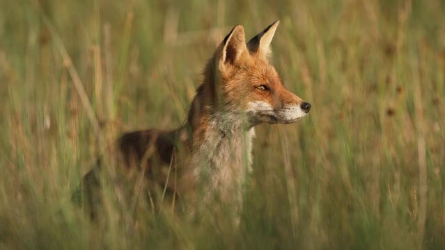 Beautiful red fox vixen in long grass of meadow; frontal low angle