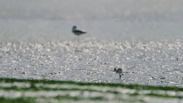 Cute baby Kluut bird wander explore exposed seabed during low tide; slow motion