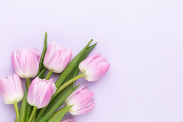 Lilac tulip flower on purple background.