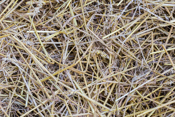 Background of the old wheat straw on a heap