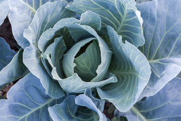 Fototapeta premium Top view of young unripe white cabbage plant on field