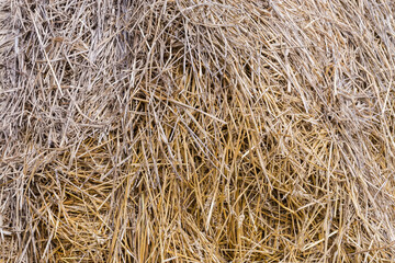 Part of the rick of the old wheat straw
