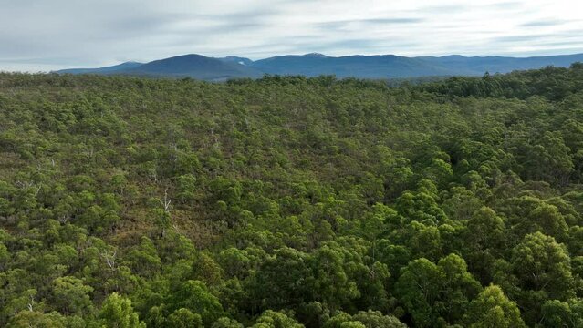 aerial view, top down over tree and shrubs, of the Australian bush. forest in tasmania Australia. 