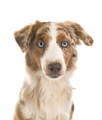 Fototapeta premium Miniature American Shepherd