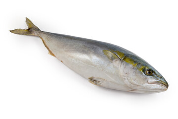 Chilled carcass of the yellowtail on a white background