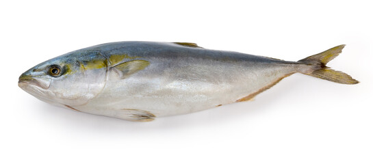Chilled carcass of the yellowtail on a white background