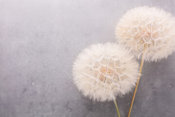 Abstract dandelion flower background. Seed macro closeup. Soft focus