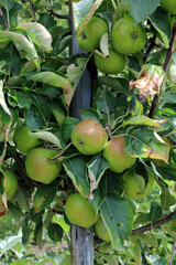 Apples starting to ripen, Derbyshire England

