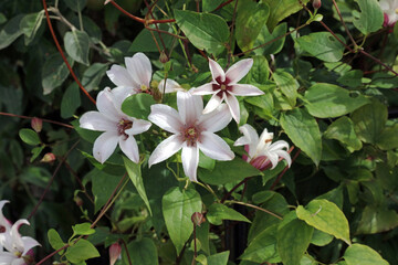Asian virginsbower blooms, Derbyshire England
