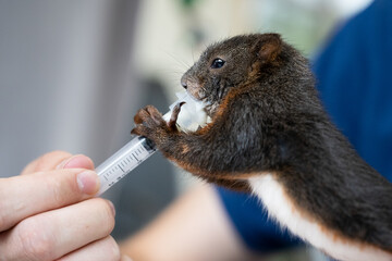 Eichhörnchen - Handaufzucht