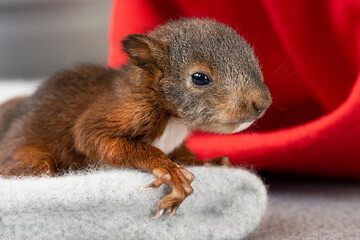 Eichhörnchen Baby - obrazy, fototapety, plakaty