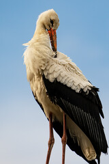 Storch bei Gefiederpflege