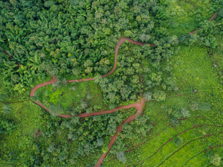 Aerial view of a road in the forest