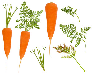 Carrot with tops and green leaves set isolated on white background