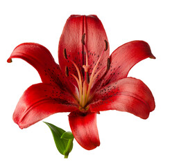 Lily red flower head close-up photo isolated on white background