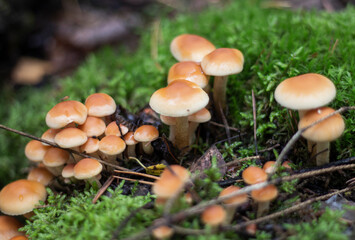 a group of beautiful mushrooms in the forest, false honey mushrooms