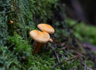 beautiful yellow mushrooms growing near a stump in the forest