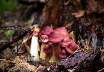 a group of beautiful red mushrooms, a row of yellow-red , growing in the forest