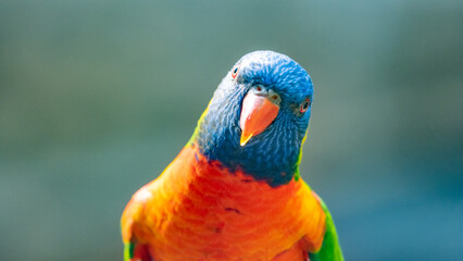 Rainbow Lorikeet - colourful parrot from Australia