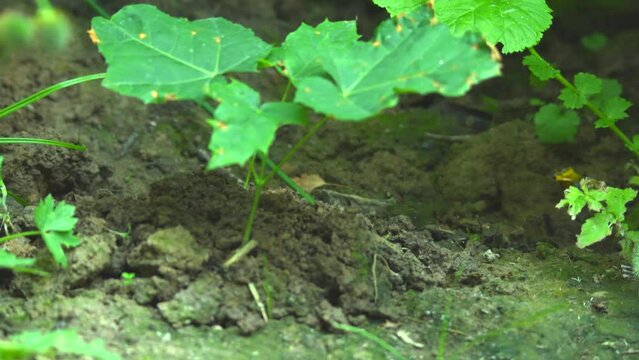 The soli rises in mounds because of the underground tunnel that the mole digs. 