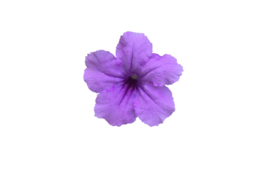 Isolated violet ruellia flower.