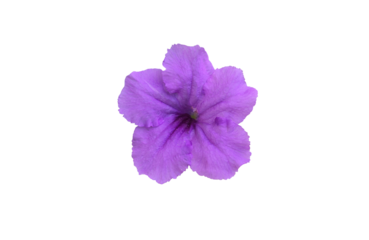 Isolated violet ruellia flower