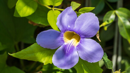 Single flower of thunbergia grandiflora
