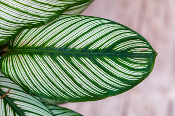 Closeup view on the leaf of Calathea White Star