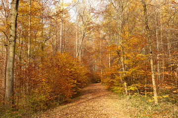 stiller Weg im Wald, Herbst, goldene Farben