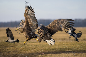 Battle of the white tailed eagles in the air