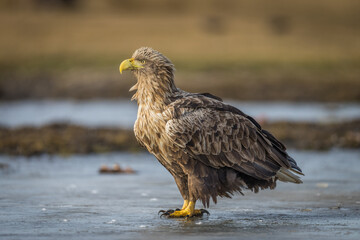 White tailed eagle on the ground