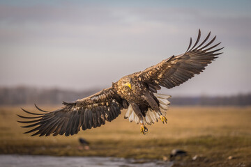 White tailed eagle flying in the air