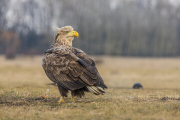 White tailed eagle on the ground